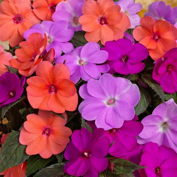 SunPatiens<sup>®</sup> Compact Hawaiian Sunset Mix Improved Bloom