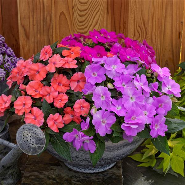 SunPatiens<sup>®</sup> Compact Hawaiian Sunset Mix Improved Container