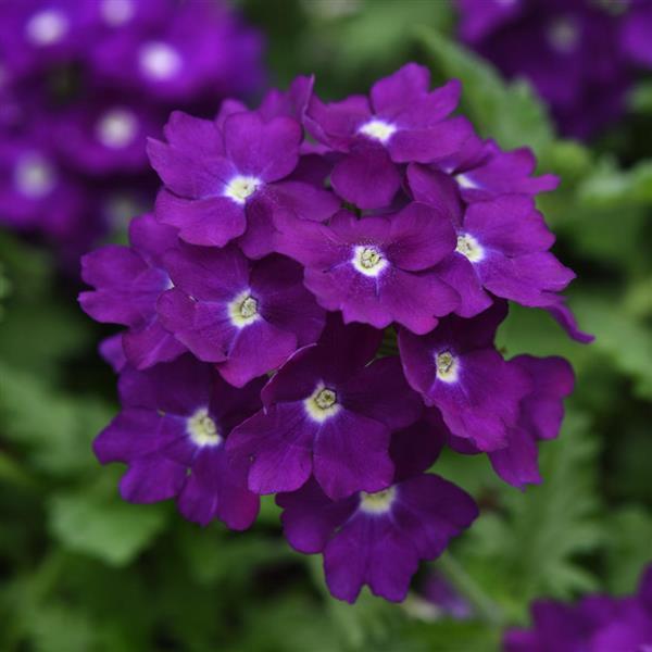 EnduraScape™ Purple 27 Bloom