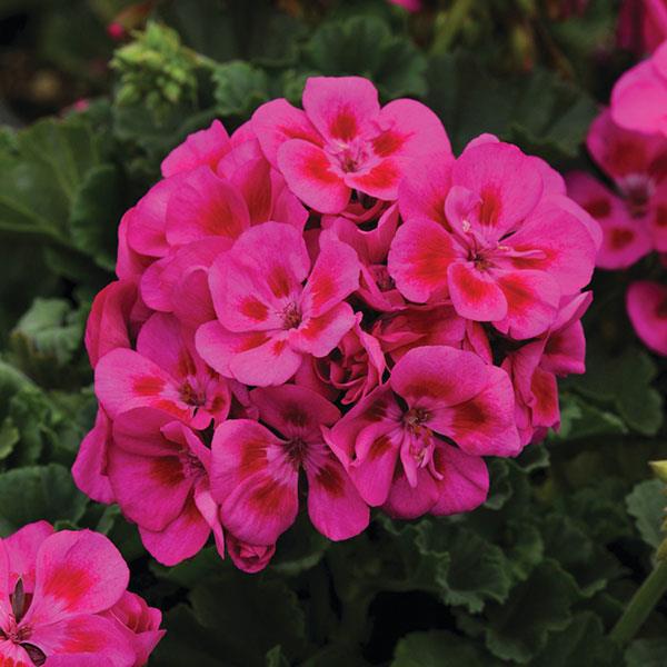 Fantasia<sup>®</sup> Purple Sizzle Bloom