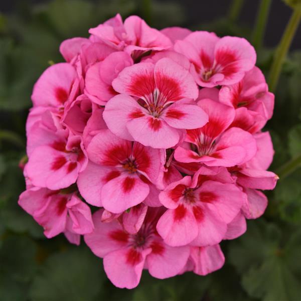 Fantasia<sup>®</sup> Lavender Sizzle Bloom