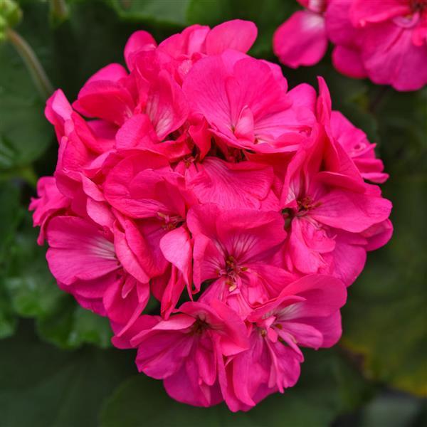 Fantasia<sup>®</sup> Shocking Pink 27 Bloom