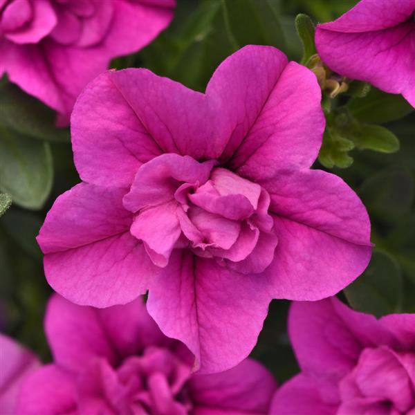MiniFamous<sup>®</sup> Neo Double Pink Bloom