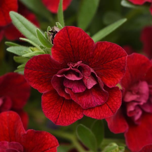 MiniFamous<sup>®</sup> Neo Double Red Bloom
