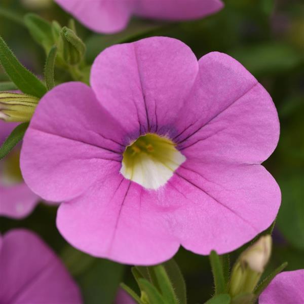 MiniFamous<sup>®</sup> Neo Light Pink Bloom
