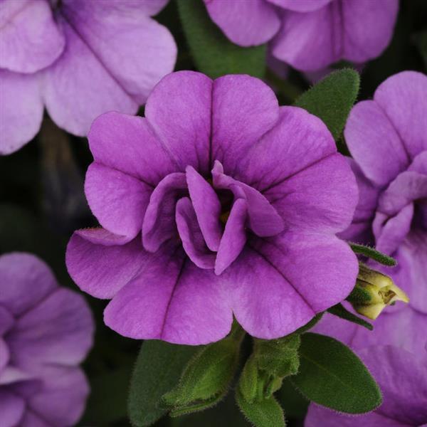 MiniFamous<sup>®</sup> Neo Double Amethyst Bloom