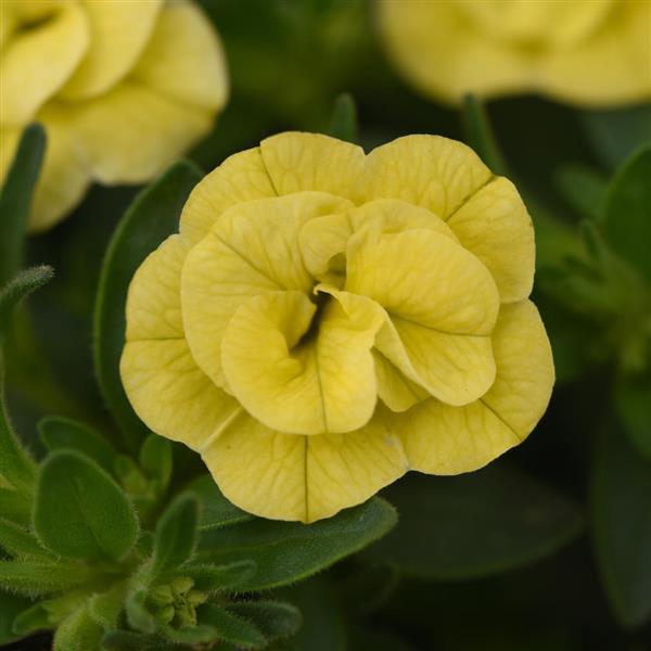 MiniFamous<sup>®</sup> Neo Double Lemon Bloom