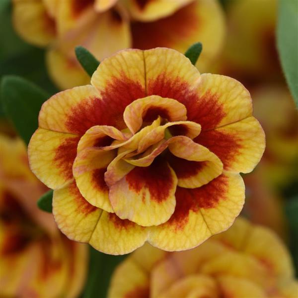 MiniFamous<sup>®</sup> Neo Double OrangeTastic Bloom