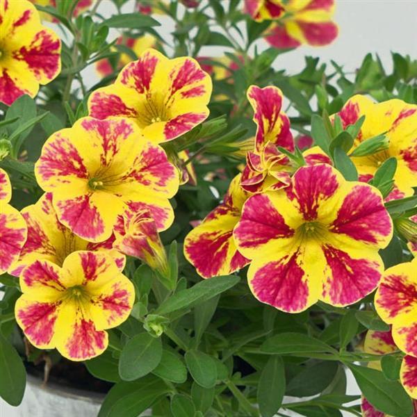 MiniFamous<sup>®</sup> Neo Red Shuffle Bloom