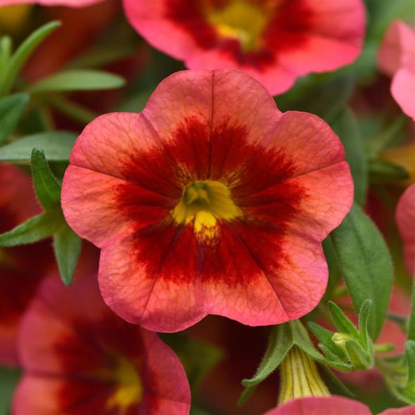 MiniFamous<sup>®</sup> Neo Coral Flash Bloom