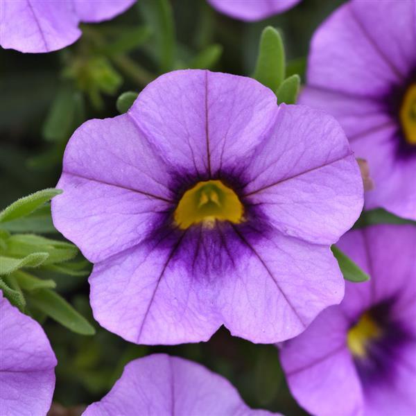 MiniFamous<sup>®</sup> Neo Amethyst Flash Bloom