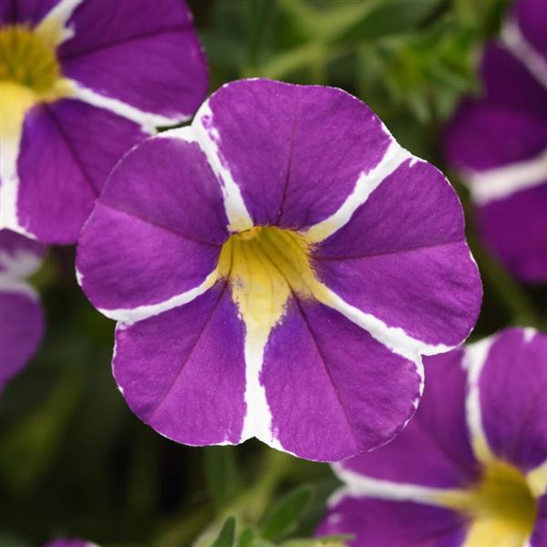 MiniFamous<sup>®</sup> Uno Blue Star Bloom