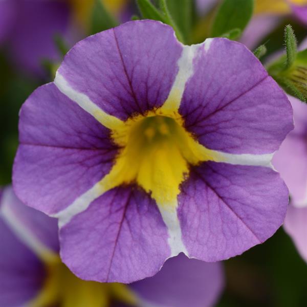 MiniFamous<sup>®</sup> Uno Violet Star Bloom