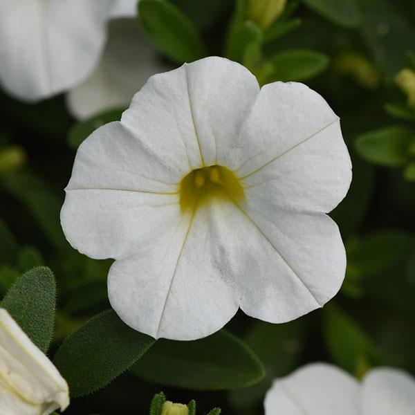 MiniFamous<sup>®</sup> Uno White Bloom