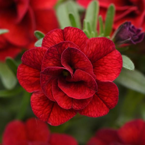 MiniFamous<sup>®</sup> Uno Double Red Bloom