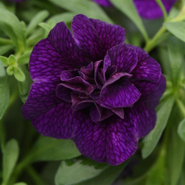 MiniFamous<sup>®</sup> Uno Double Dark Blue Bloom