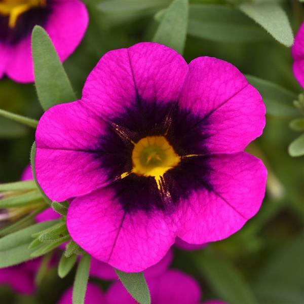 MiniFamous<sup>®</sup> Uno Purple Strike Bloom