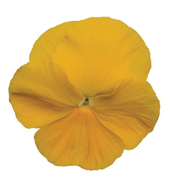 Matrix<sup>®</sup> Yellow Bloom