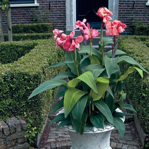 Cannova<sup>®</sup> Mango Container