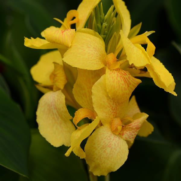Cannova<sup>®</sup> Yellow Bloom
