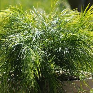 Acacia Cousin Itt Bloom