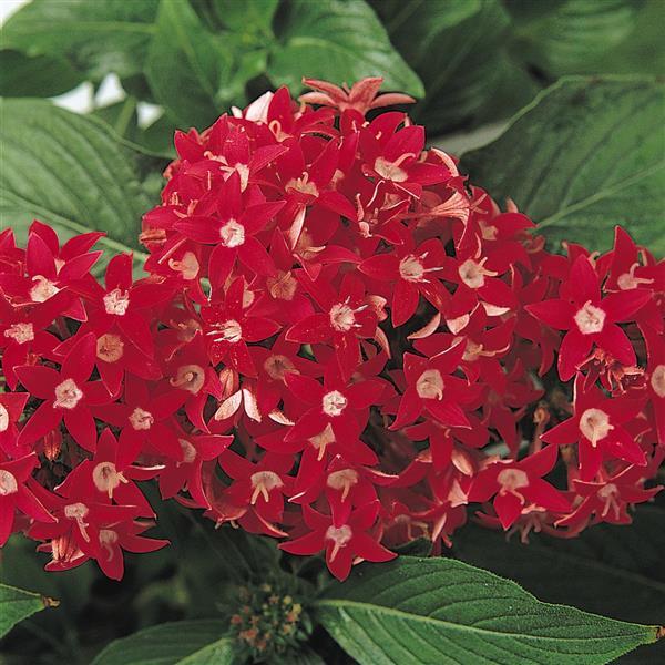 Butterfly™ Red Bloom