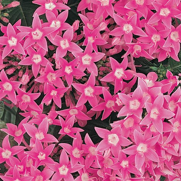 Butterfly™ Deep Pink Bloom