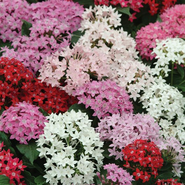 Butterfly™ Mixture Bloom