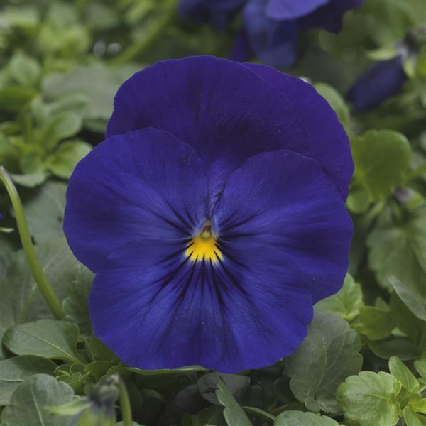 Cool Wave<sup>®</sup> Blue Bloom