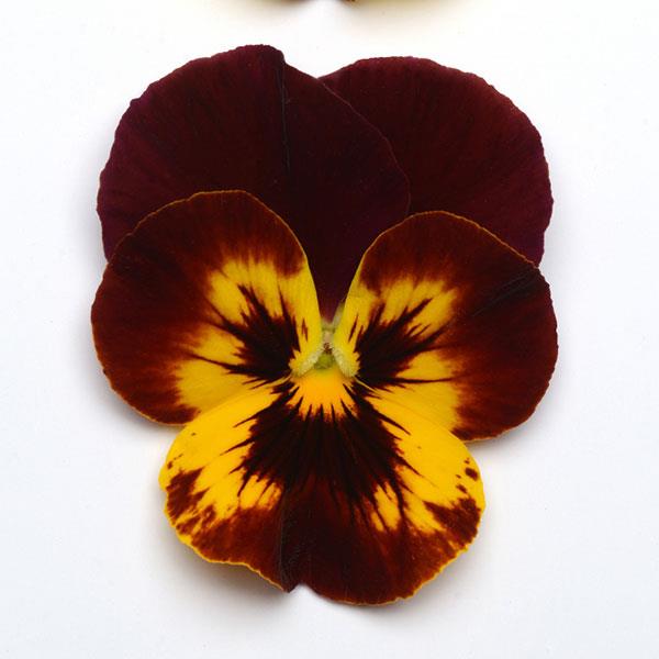Cool Wave<sup>®</sup> Fire Bloom