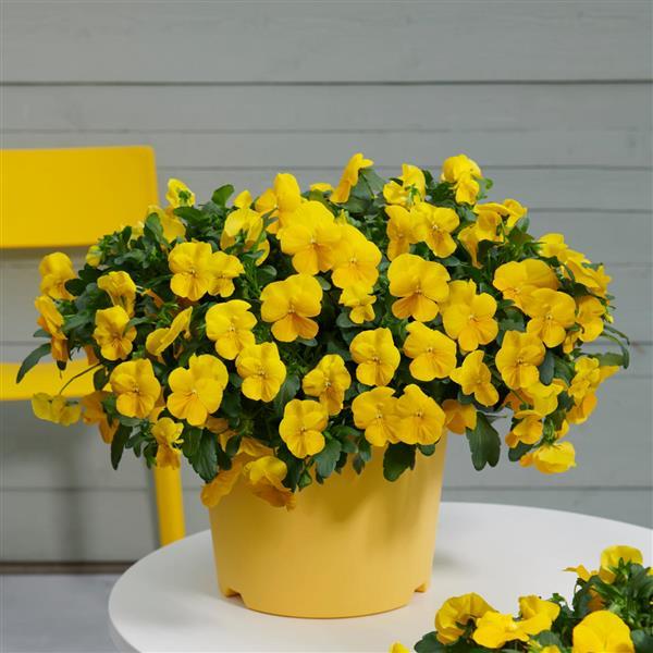 Cool Wave<sup>®</sup> Golden Yellow Container