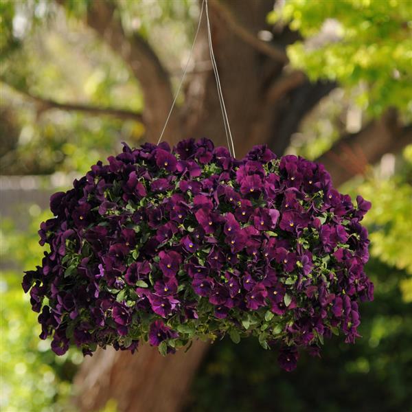 Cool Wave<sup>®</sup> Purple Basket