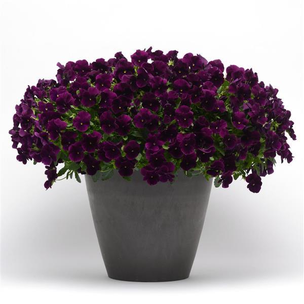 Cool Wave<sup>®</sup> Purple Container