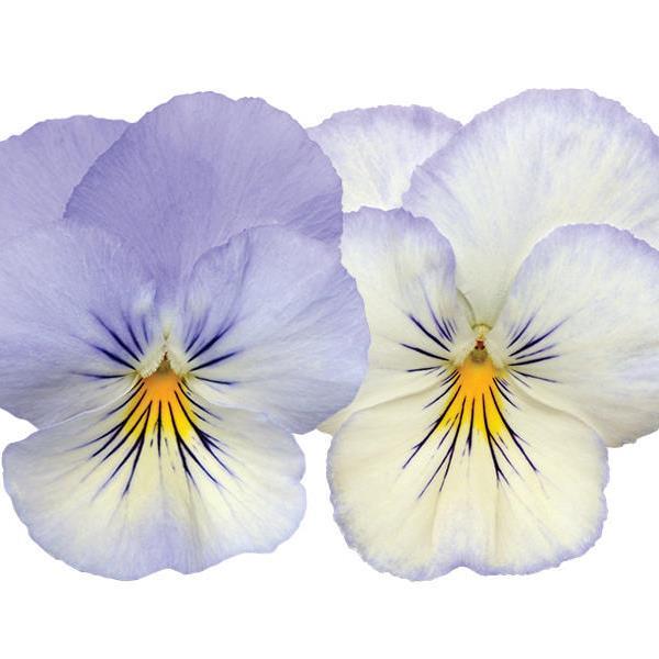 Cool Wave<sup>®</sup> Frost Bloom