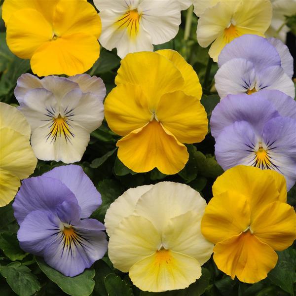 Cool Wave<sup>®</sup> Pastel Mixture Bloom