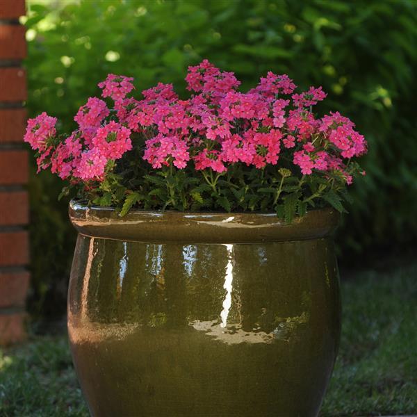 Quartz XP Pink Container