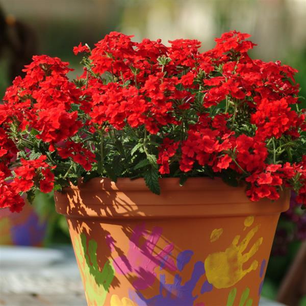 Quartz XP Scarlet Container