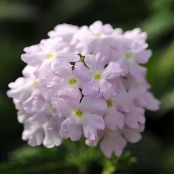 Quartz XP Silver Bloom