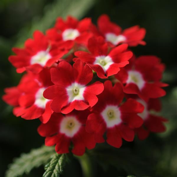 Quartz XP Red with Eye Bloom