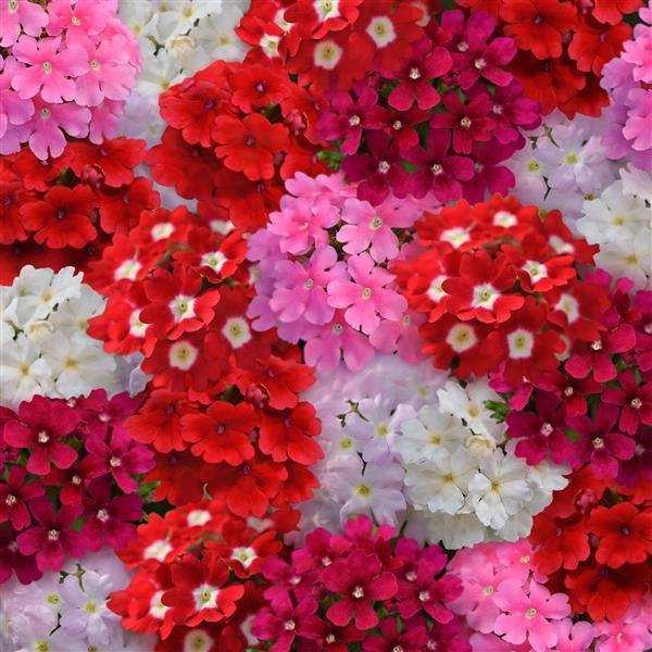 Quartz XP Valentines Mix Bloom