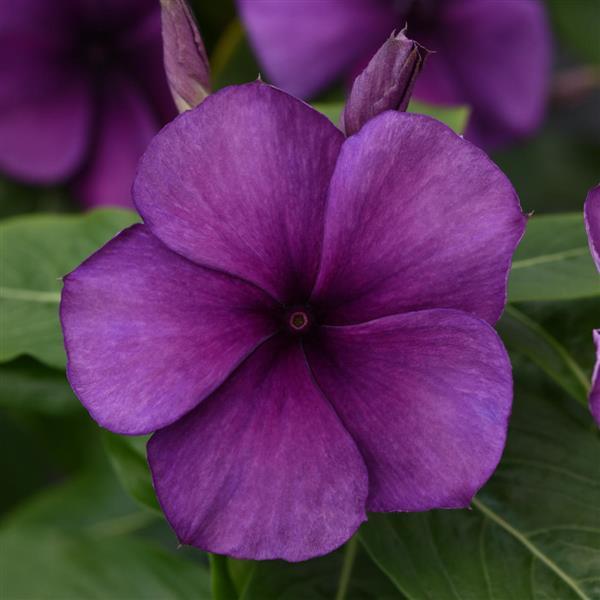 Tattoo™ Blueberry Bloom