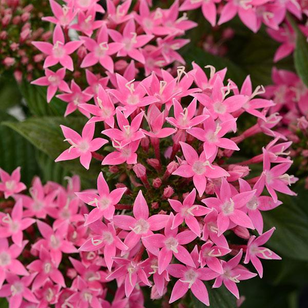 Lucky Star<sup>®</sup> Deep Pink Bloom