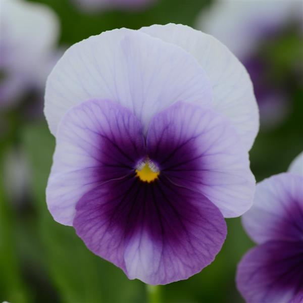 Sorbet<sup>®</sup> XP Beaconsfield Bloom