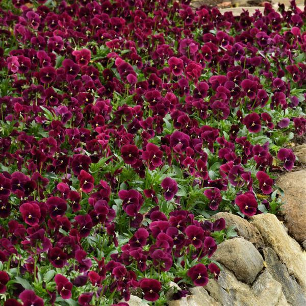 Sorbet<sup>®</sup> XP Rose Blotch Landscape