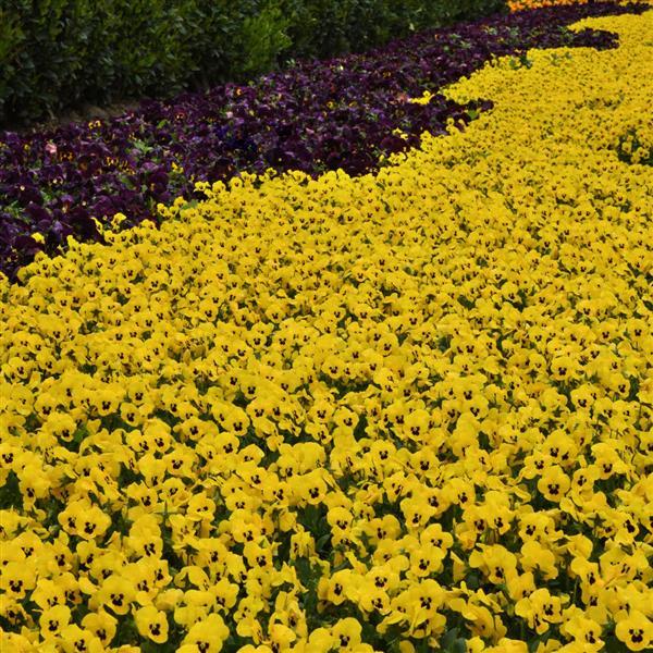Sorbet<sup>®</sup> XP Yellow Commercial Landscape 2