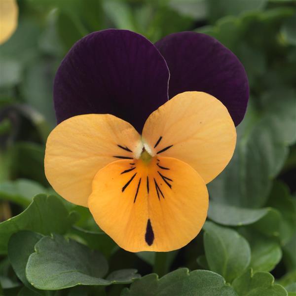 Sorbet<sup>®</sup> XP Orange Jump Up Bloom