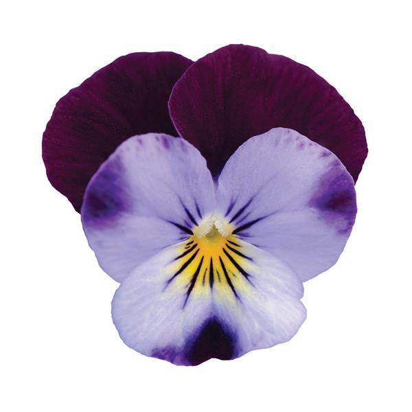 Sorbet<sup>®</sup> XP Denim Jump Up Bloom