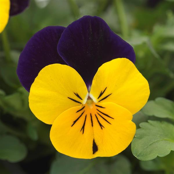 Sorbet<sup>®</sup> XP Yellow Jump Up Bloom