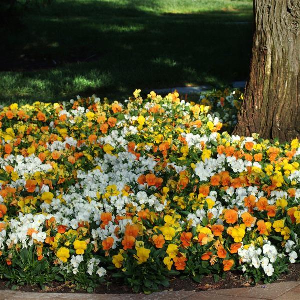 Sorbet<sup>®</sup> XP Citrus Mixture Commercial Landscape 1