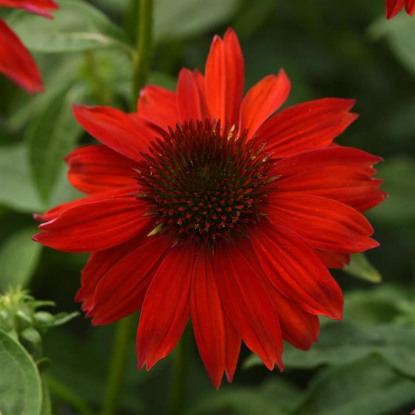 Sombrero<sup>®</sup> Salsa Red Bloom